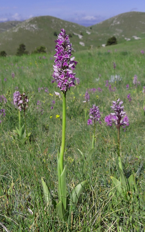 Orchis militaris, Orchis purpurea, Orchis x hybrida  Preappennino aquilano -  2022.